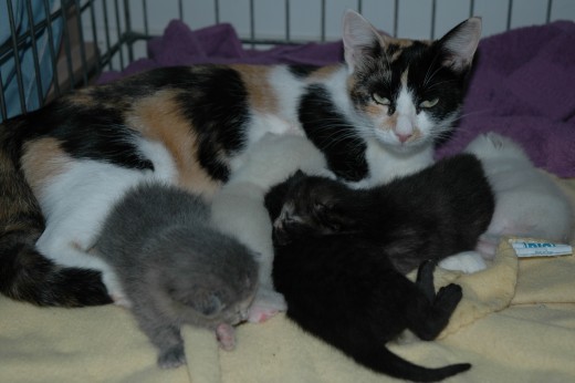 Claire and her kittens!