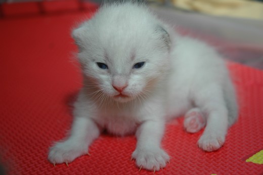 On day eleven, Lola opened her eyes! All kittens have blue eyes!