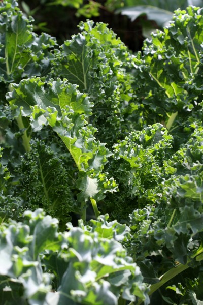 kale is not only nutritious, but a pretty addition to the garden. 