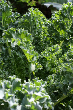 Growing Kale--Queen of Garden Greens