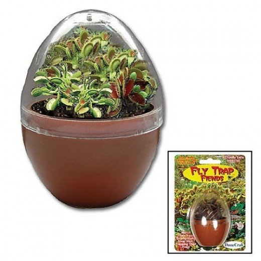 how to care for venus fly traps dengarden how to care for venus fly traps dengarden