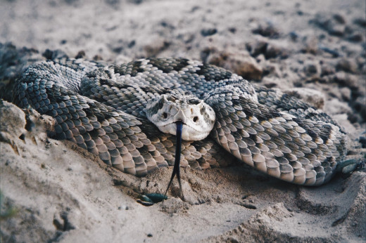Mohave rattlesnake