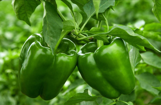 Sweet pepper Farming