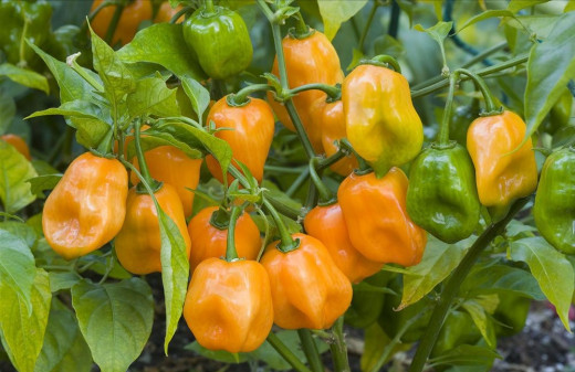 Hot pepper Farming