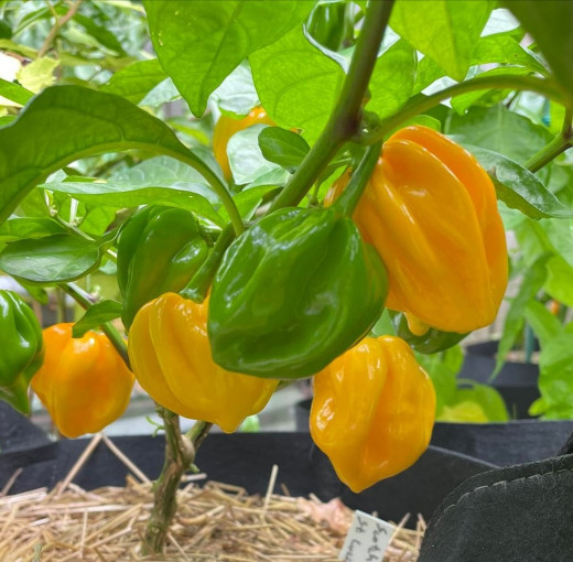 Scotch Bonnet pepper Plant