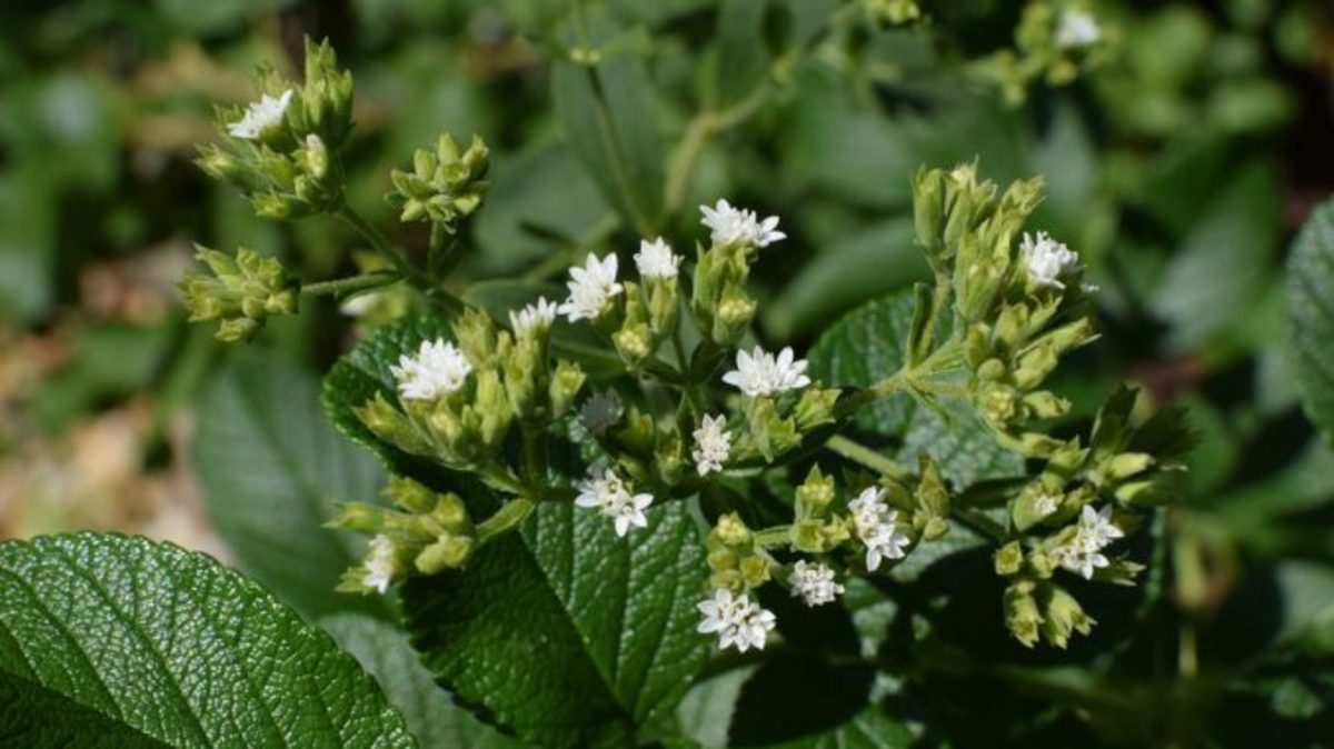 Choosing the Best Variety of Stevia to Plant in Cold-Weather Growing Zones