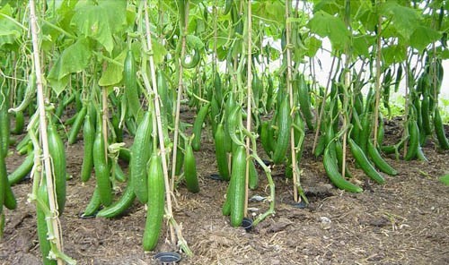 Cucumber Farming