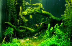 Eliminate Algae in Your Aquarium: Expert Tips and Solutions