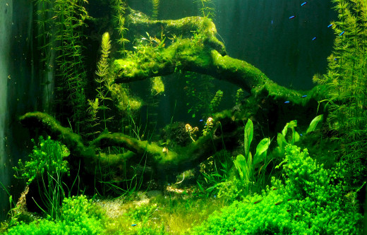 Get Rid Of Algae