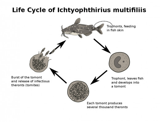 Simplified Scheme of the Life Cycle