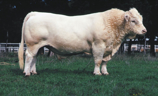 Charolais Beef breed