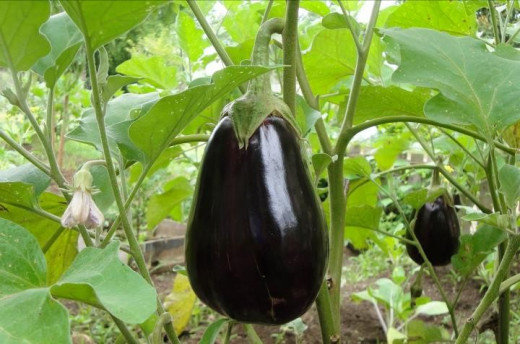 Eggplant Cultivation Farming