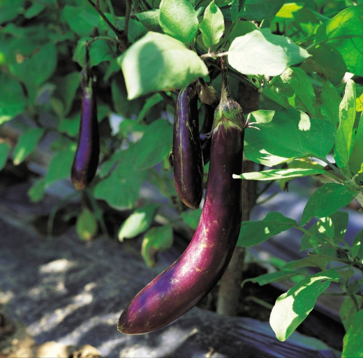Long Purple Eggplant
