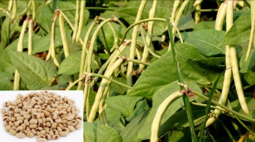 Cowpea Farming
