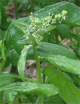Spinach in flower
