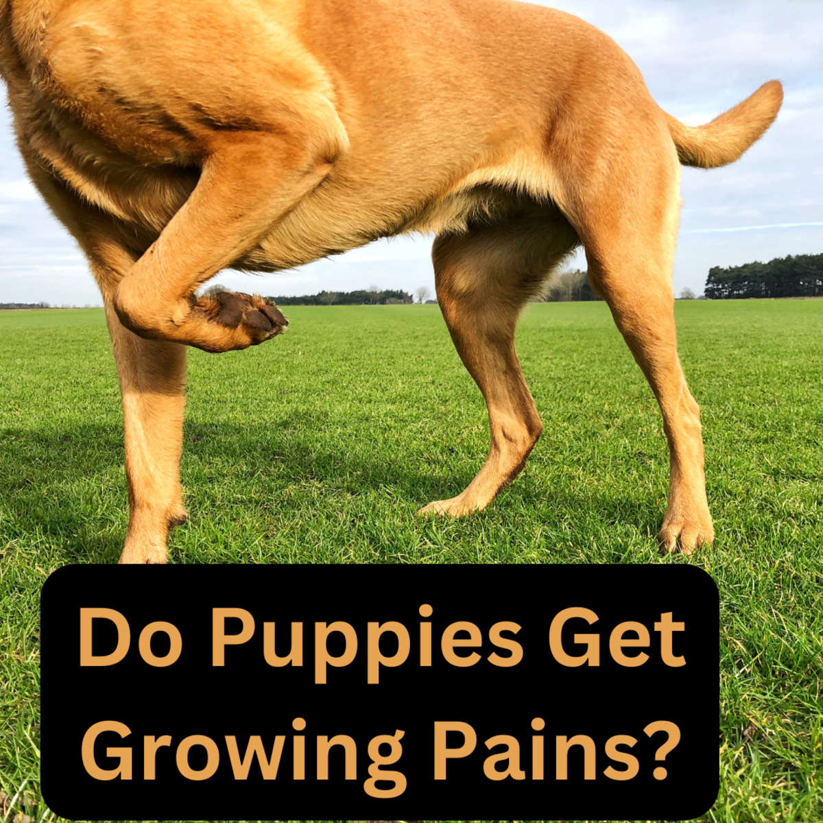 Do Puppies Get Growing Pains?