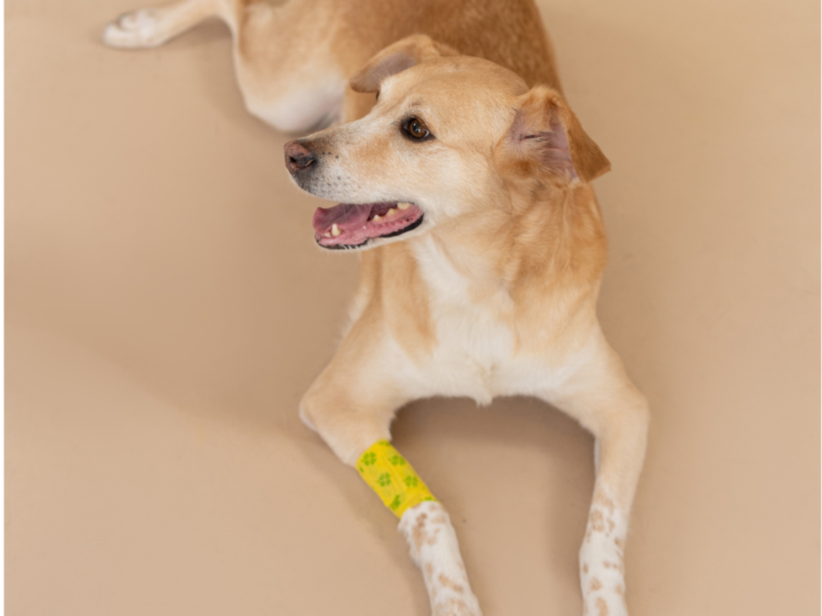 Healing Your Dog’s Wounds Fast - A Guide for Pet Owners