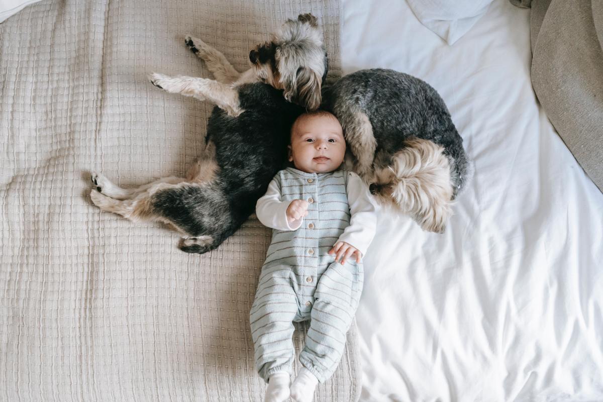 Is a Dog’s Love for a Newborn Obsession or Protection?
