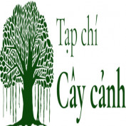 cayphattai profile image