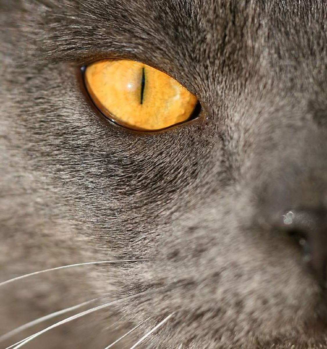What Is Wrong With My Cat's Eye?