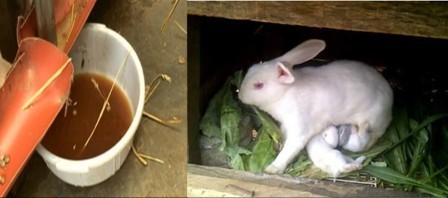 How to Use Rabbit Urine as Fertilizer
