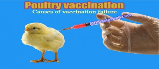 5 Causes of Vaccine failures in Poultry