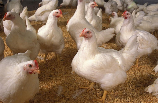 7 Poultry Rules For Your Farm