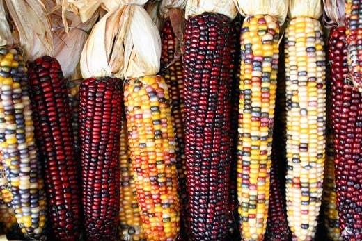 Various forms of Maize