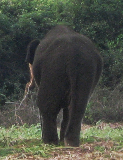Rear View of Little Chap