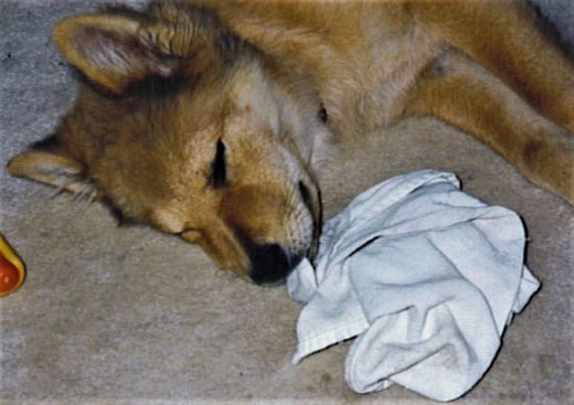 Like many puppies, Dolly liked to chew on a rag while napping.