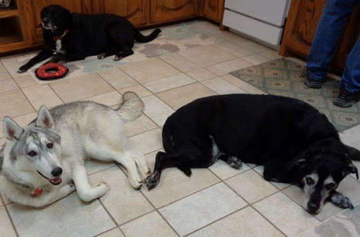 Fiona, Indy and Tony at ease in the kitchen 2022.