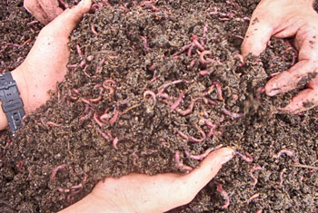 Composting Worms for Worm Composting Bins
