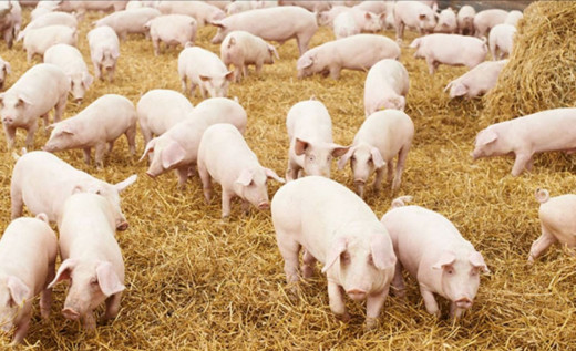 Pig Farming and Management