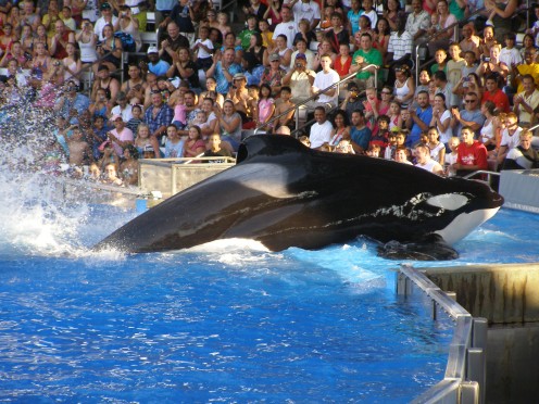 Don't forget to visit with Shamu while in Seaworld.