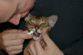 Cat Toothpaste 101: What You Need to Know for Good Oral Health for Your Cat