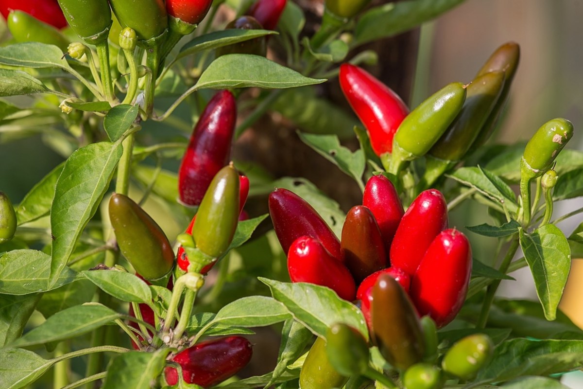 How to Successfully Grow Your Own Jalapeño Peppers