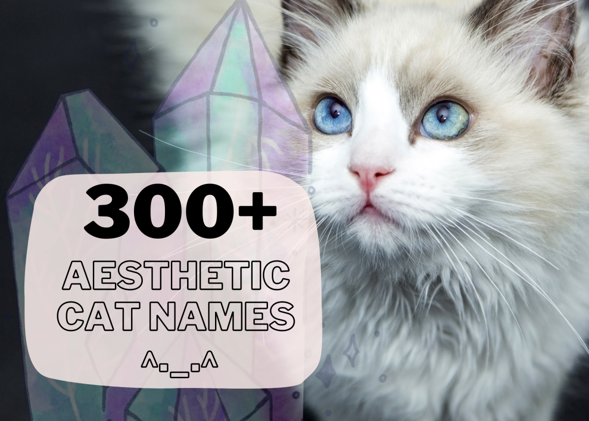 300+ Aesthetic Cat Names