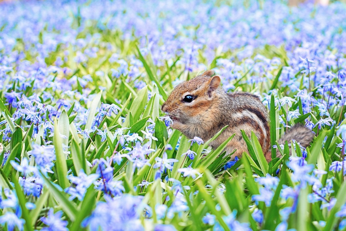 Chipmunk in Spring: Image by Jill Wellington from Pixabay