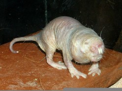 World’s Ugliest Animal – The Naked Mole Rat - And The Moray Eel