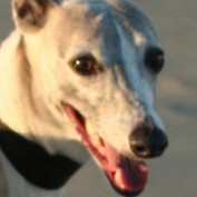 Best Dog Foods profile image