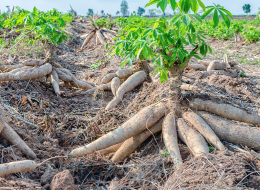 5 Marketing Challenges Faced By Roots and Tuber Crops Sector in Malawi