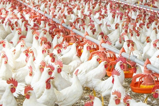 How to be Successful in Poultry Farming Business