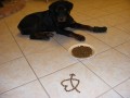Dog food: wet or dry?