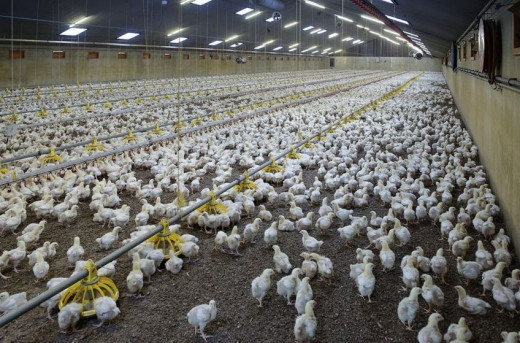 Broiler Chicken Farming Business Plan