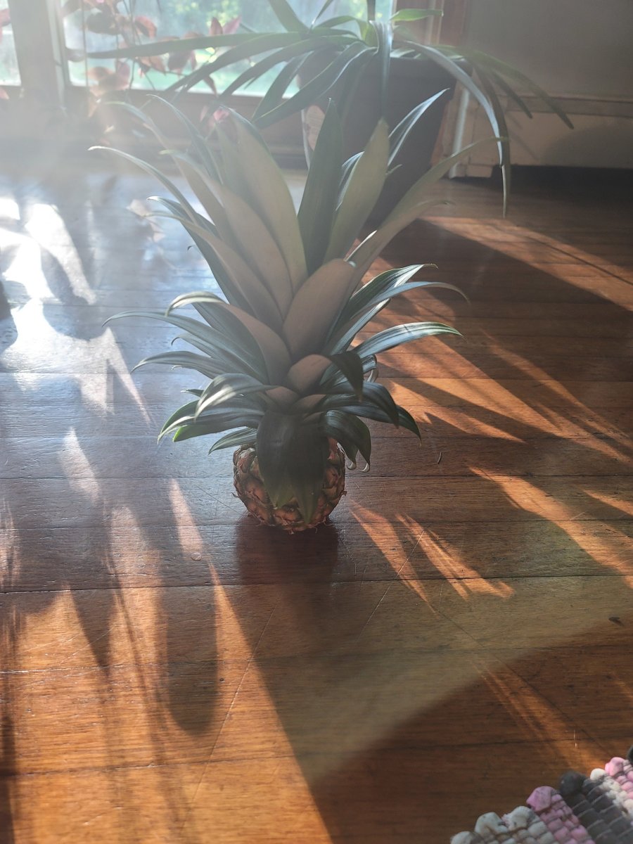 How To Take Care Of A Pineapple Plant