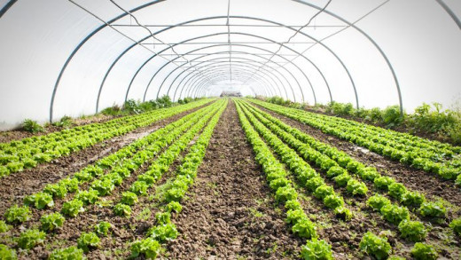 The Benefits of Organic Farming