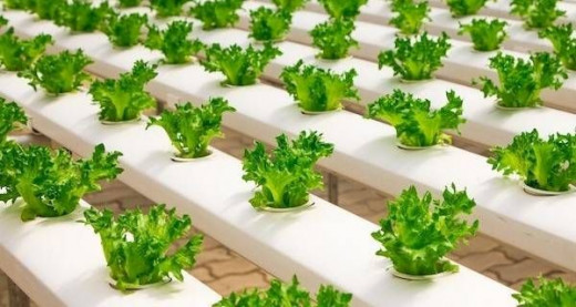Hydroponic System Beginner's Guide