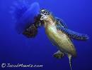 Sea turtles help control jellyfish numbers