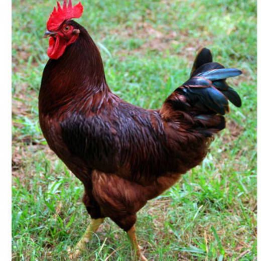 Sasso Chicken Farming Tips