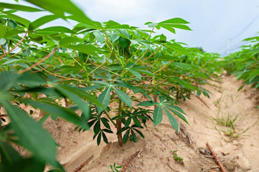 Cassava Farming Business Plan